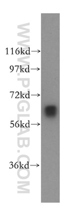 MYEF2 Antibody in Western Blot (WB)