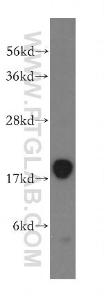 MYLPF Antibody in Western Blot (WB)