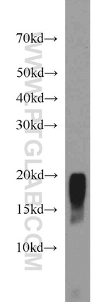 MYLPF Antibody in Western Blot (WB)