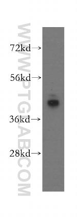 ATP6V1C1 Antibody in Western Blot (WB)