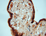 PDCL Antibody in Immunohistochemistry (Paraffin) (IHC (P))