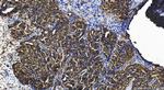 GINS1 Antibody in Immunohistochemistry (Paraffin) (IHC (P))