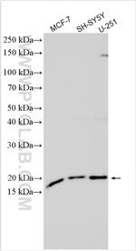 GINS1 Antibody in Western Blot (WB)