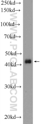 PMPCB Antibody in Western Blot (WB)