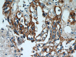 GCDFP-15/PIP Antibody in Immunohistochemistry (Paraffin) (IHC (P))