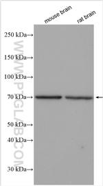 DMWD Antibody in Western Blot (WB)