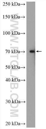DMWD Antibody in Western Blot (WB)