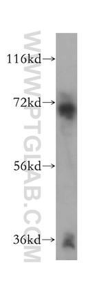DMWD Antibody in Western Blot (WB)