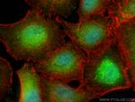 CPNE4 Antibody in Immunocytochemistry (ICC/IF)