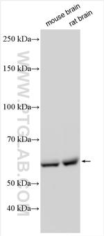 CPNE4 Antibody in Western Blot (WB)