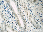 PCIF1 Antibody in Immunohistochemistry (Paraffin) (IHC (P))