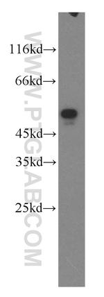 EEF1A2 Antibody in Western Blot (WB)