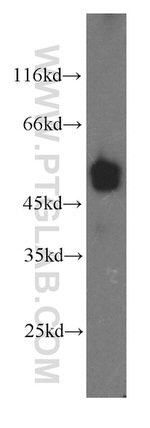 EEF1A2 Antibody in Western Blot (WB)