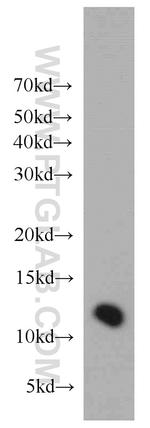 TMEM141 Antibody in Western Blot (WB)