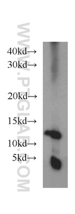 TMEM141 Antibody in Western Blot (WB)