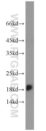 POLR2D Antibody in Western Blot (WB)