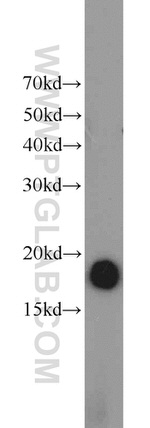 POLR2D Antibody in Western Blot (WB)