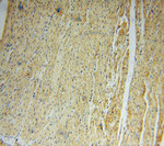 KPTN Antibody in Immunohistochemistry (Paraffin) (IHC (P))