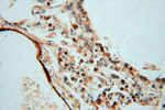 KPTN Antibody in Immunohistochemistry (Paraffin) (IHC (P))