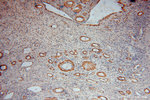 KPTN Antibody in Immunohistochemistry (Paraffin) (IHC (P))