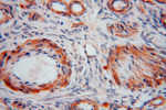 KPTN Antibody in Immunohistochemistry (Paraffin) (IHC (P))