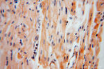KPTN Antibody in Immunohistochemistry (Paraffin) (IHC (P))