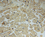 KPTN Antibody in Immunohistochemistry (Paraffin) (IHC (P))