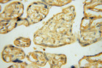 KPTN Antibody in Immunohistochemistry (Paraffin) (IHC (P))