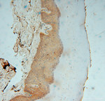 KPTN Antibody in Immunohistochemistry (Paraffin) (IHC (P))