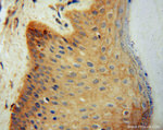 KPTN Antibody in Immunohistochemistry (Paraffin) (IHC (P))
