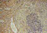 KPTN Antibody in Immunohistochemistry (Paraffin) (IHC (P))