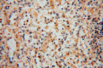 KPTN Antibody in Immunohistochemistry (Paraffin) (IHC (P))