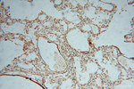 KPTN Antibody in Immunohistochemistry (Paraffin) (IHC (P))
