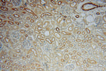 KPTN Antibody in Immunohistochemistry (Paraffin) (IHC (P))