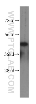 KPTN Antibody in Western Blot (WB)