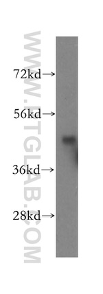 KPTN Antibody in Western Blot (WB)
