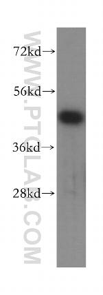KPTN Antibody in Western Blot (WB)