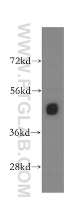 KPTN Antibody in Western Blot (WB)