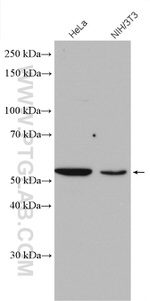 KPTN Antibody in Western Blot (WB)