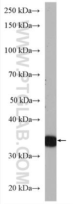 ASB1 Antibody in Western Blot (WB)