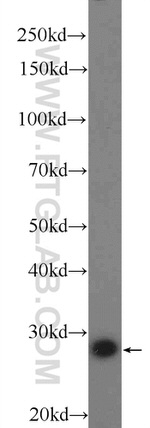 BRMS1 Antibody in Western Blot (WB)