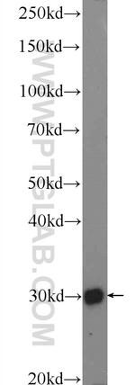BRMS1 Antibody in Western Blot (WB)