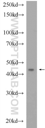 CGRRF1 Antibody in Western Blot (WB)