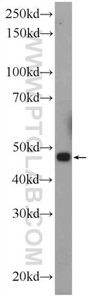 CGRRF1 Antibody in Western Blot (WB)
