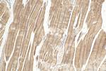 Telethonin Antibody in Immunohistochemistry (Paraffin) (IHC (P))