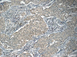 HSF1 Antibody in Immunohistochemistry (Paraffin) (IHC (P))
