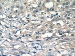 HSF1 Antibody in Immunohistochemistry (Paraffin) (IHC (P))