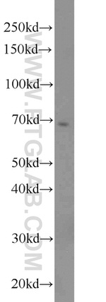 HSF1 Antibody in Western Blot (WB)