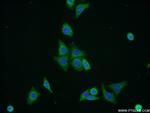 ERGIC1 Antibody in Immunocytochemistry (ICC/IF)