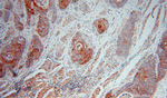 ERGIC1 Antibody in Immunohistochemistry (Paraffin) (IHC (P))